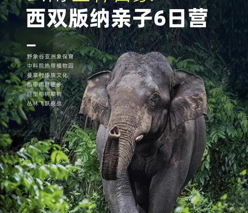 【五一/暑假亲子营】中国云南西双版纳 | 亚洲象保育，探秘北纬21°原始热带雨林，全方位领略动植物自然人文奇迹！